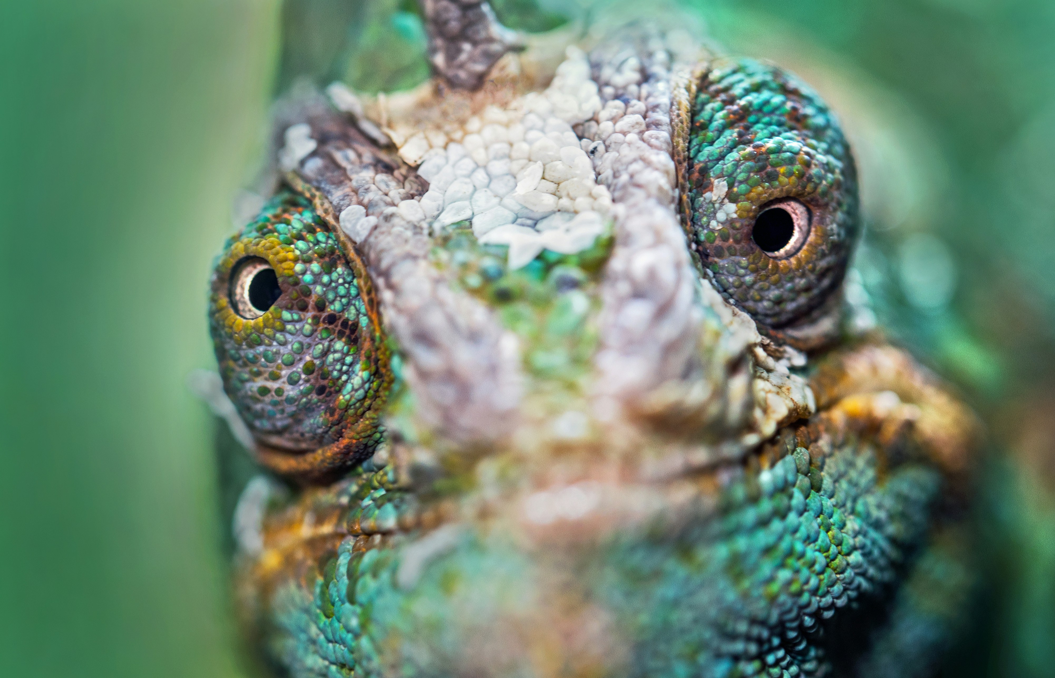 Banner image showing a colorful chameleon facing the camera, looking in two different directions.