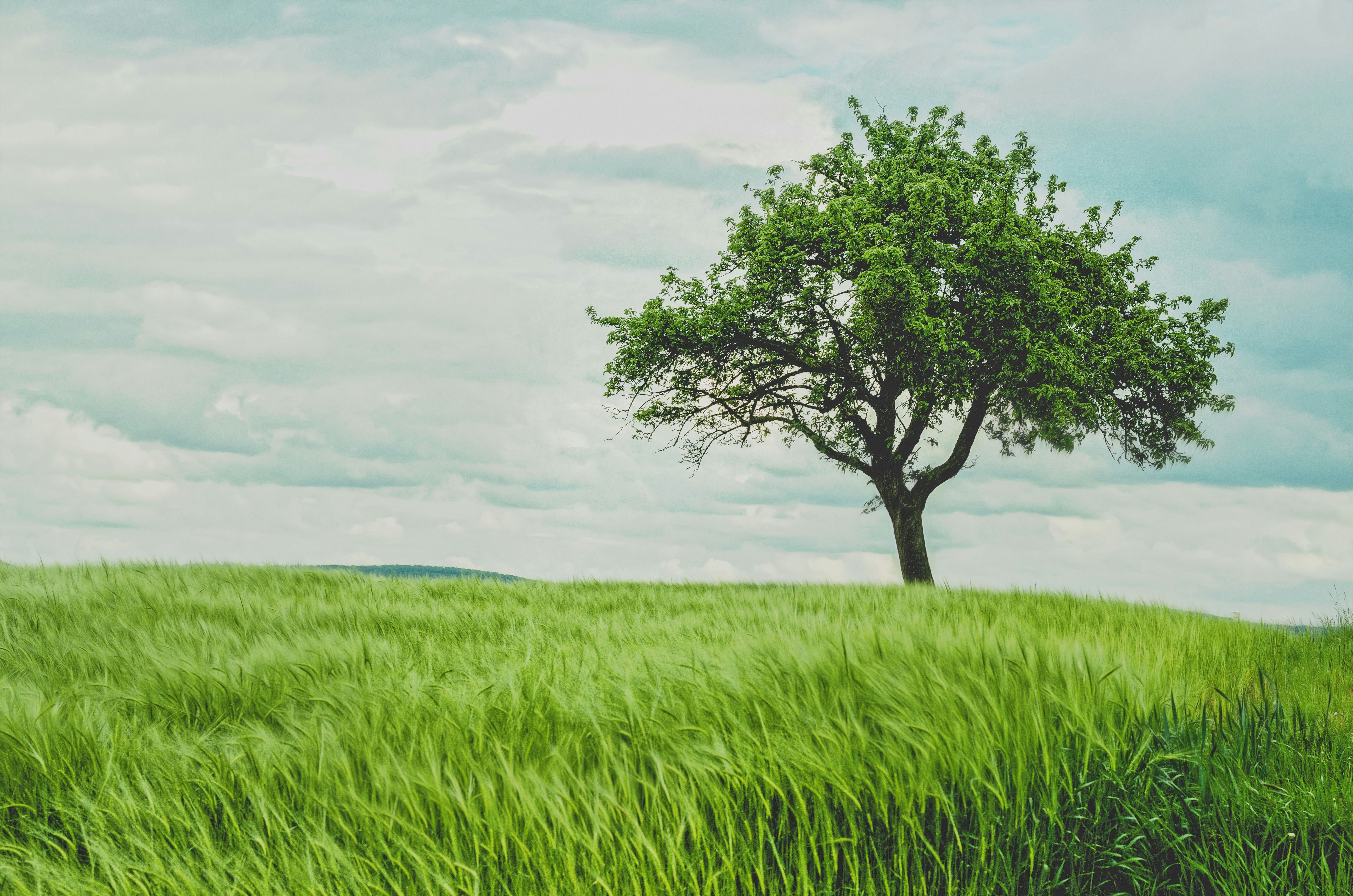 Banner image showing a landscape featuring a single tree in a field